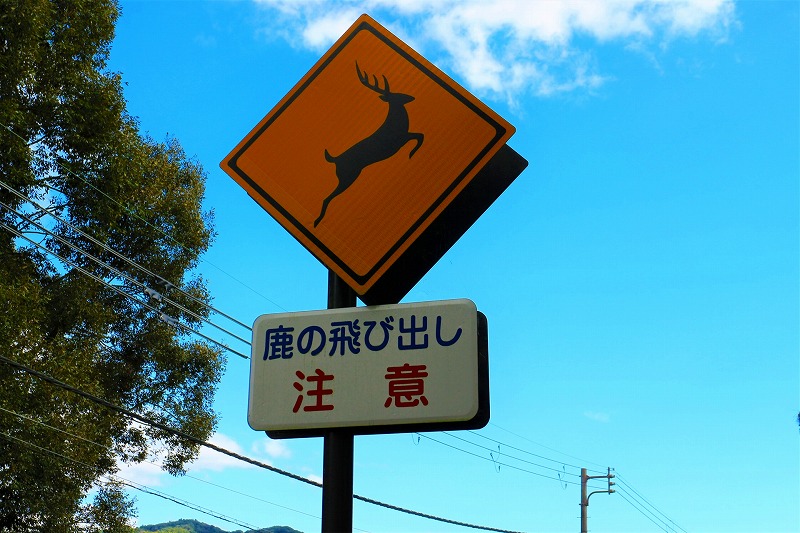 動物と衝突